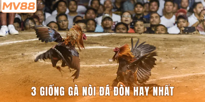 3 giống gà nòi đá đòn hay nhất