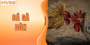 Luật Đá Gà Đòn Chuẩn Nhất Cho Tân Binh Tại MV88