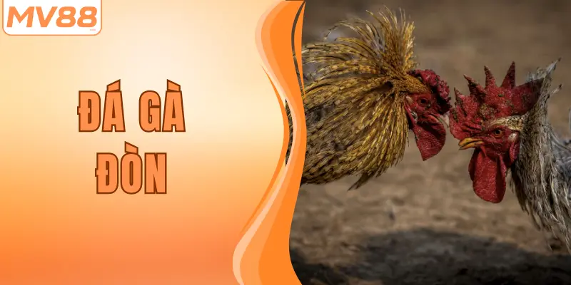Luật Đá Gà Đòn Chuẩn Nhất Cho Tân Binh Tại MV88