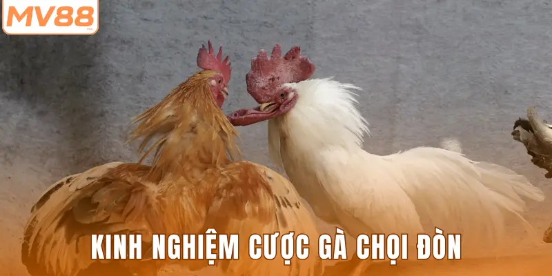 Kinh nghiệm cược gà chọi đòn