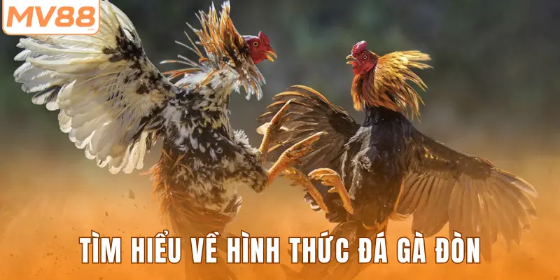 Tìm hiểu về hình thức đá gà đòn